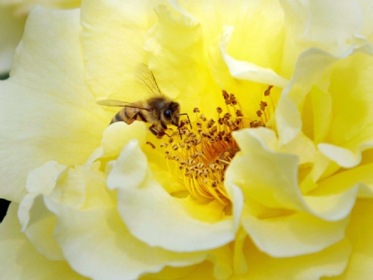 Opole/ Aplikacja na smartfona pomoże pszczelarzom i pszczołom